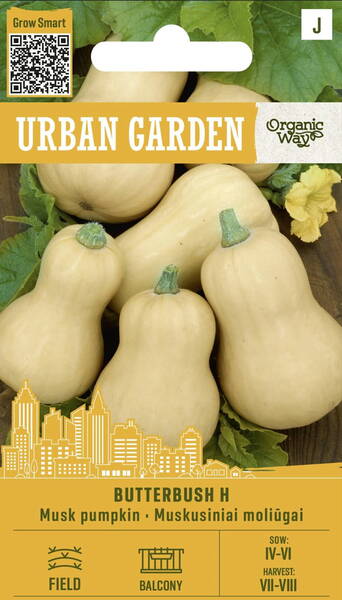 Musque pumpkin "Butterbush" Musque pumpkin "Butterbush"